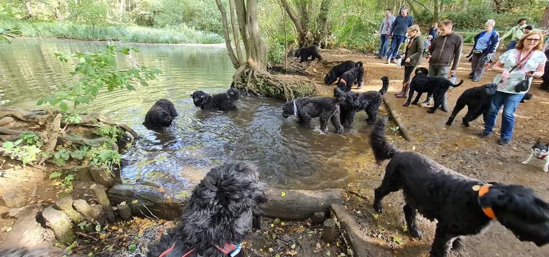 Pack Walk Oct 2022 - 31
